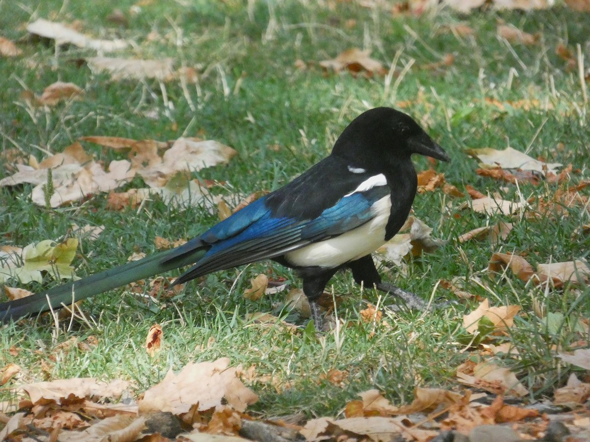 Алаг шаазгай - ML641141007