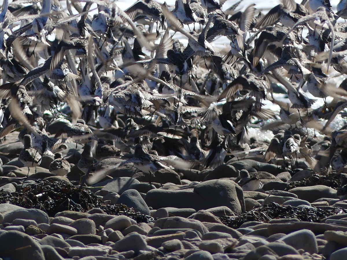 Semipalmated Sandpiper - ML641141026