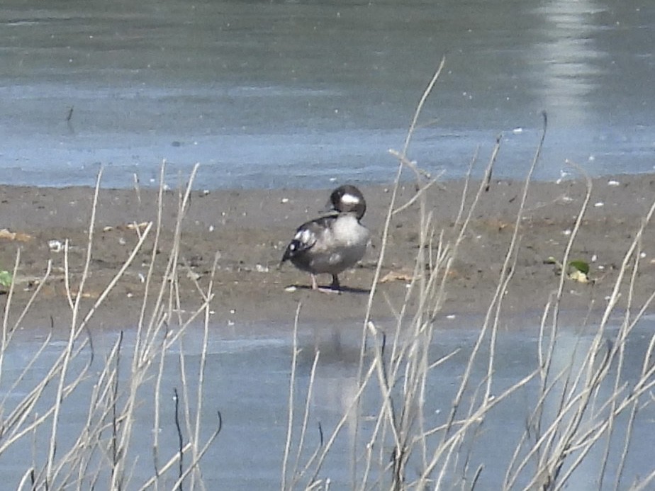 Bufflehead - ML641141055