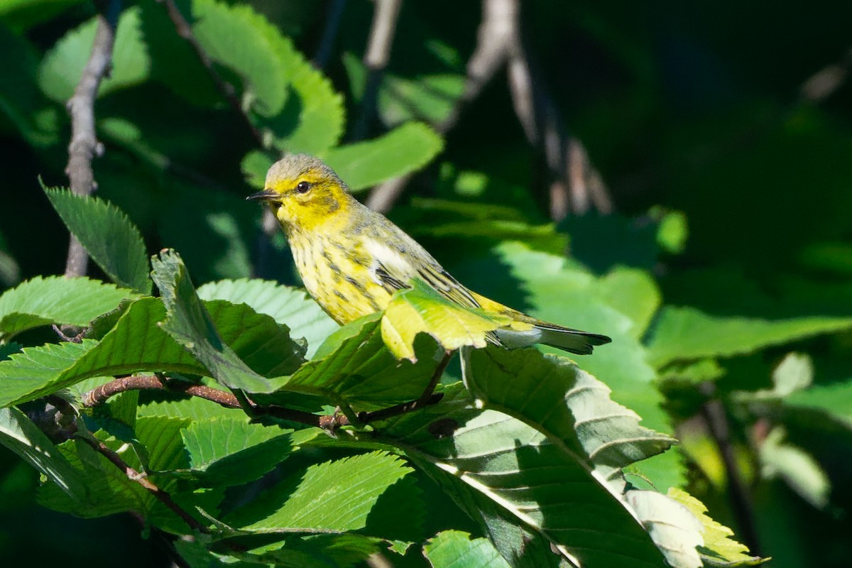 Cape May Warbler - ML641141081