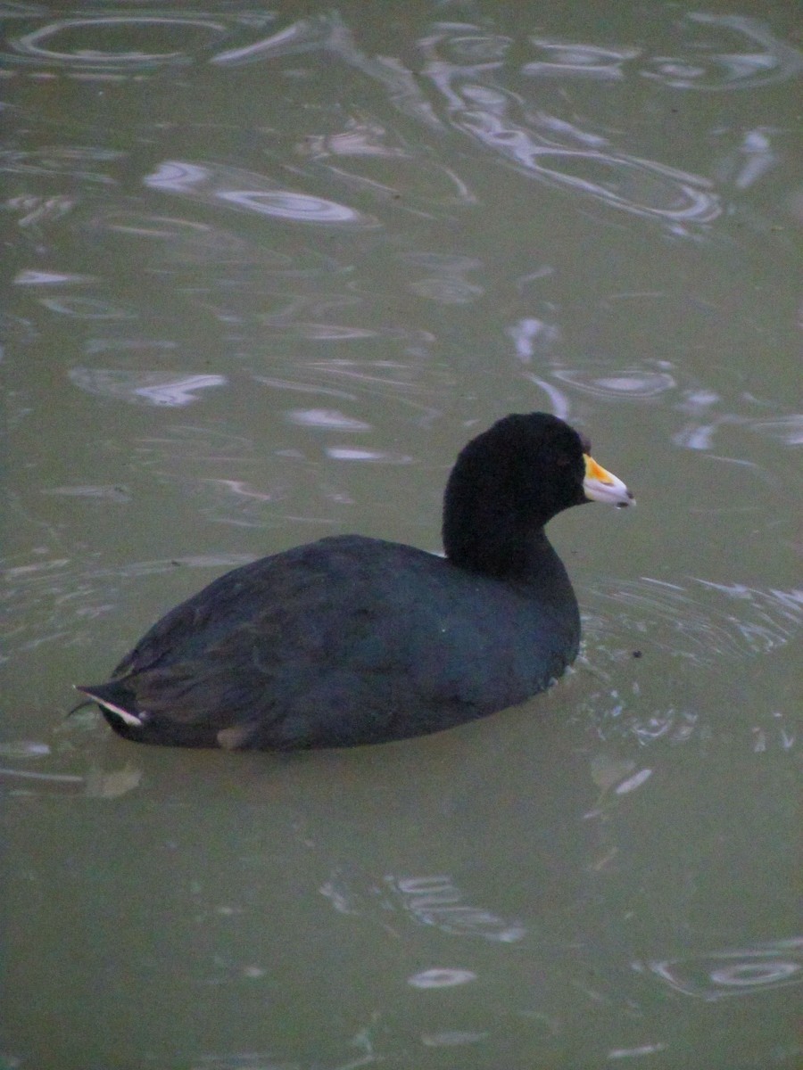 American Coot - ML641141085