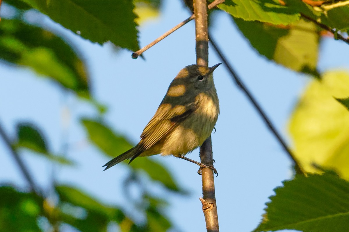 Cape May Warbler - ML641141110