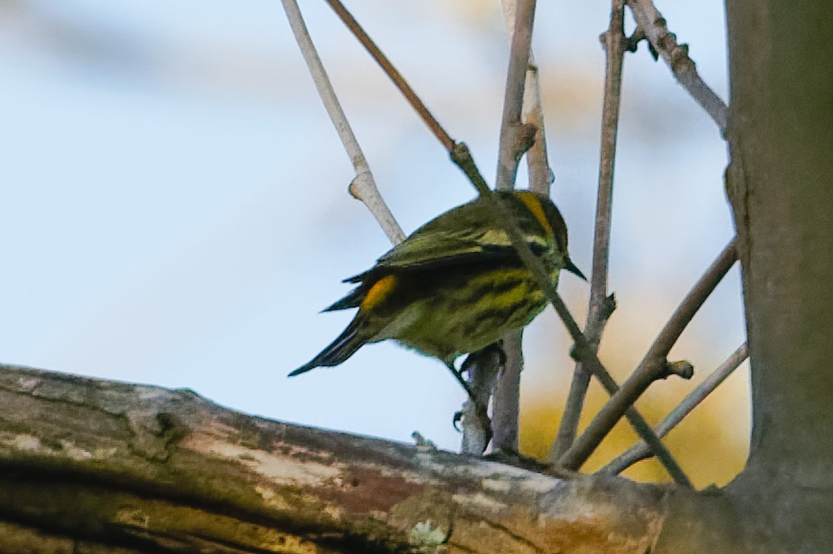 Cape May Warbler - ML641141124