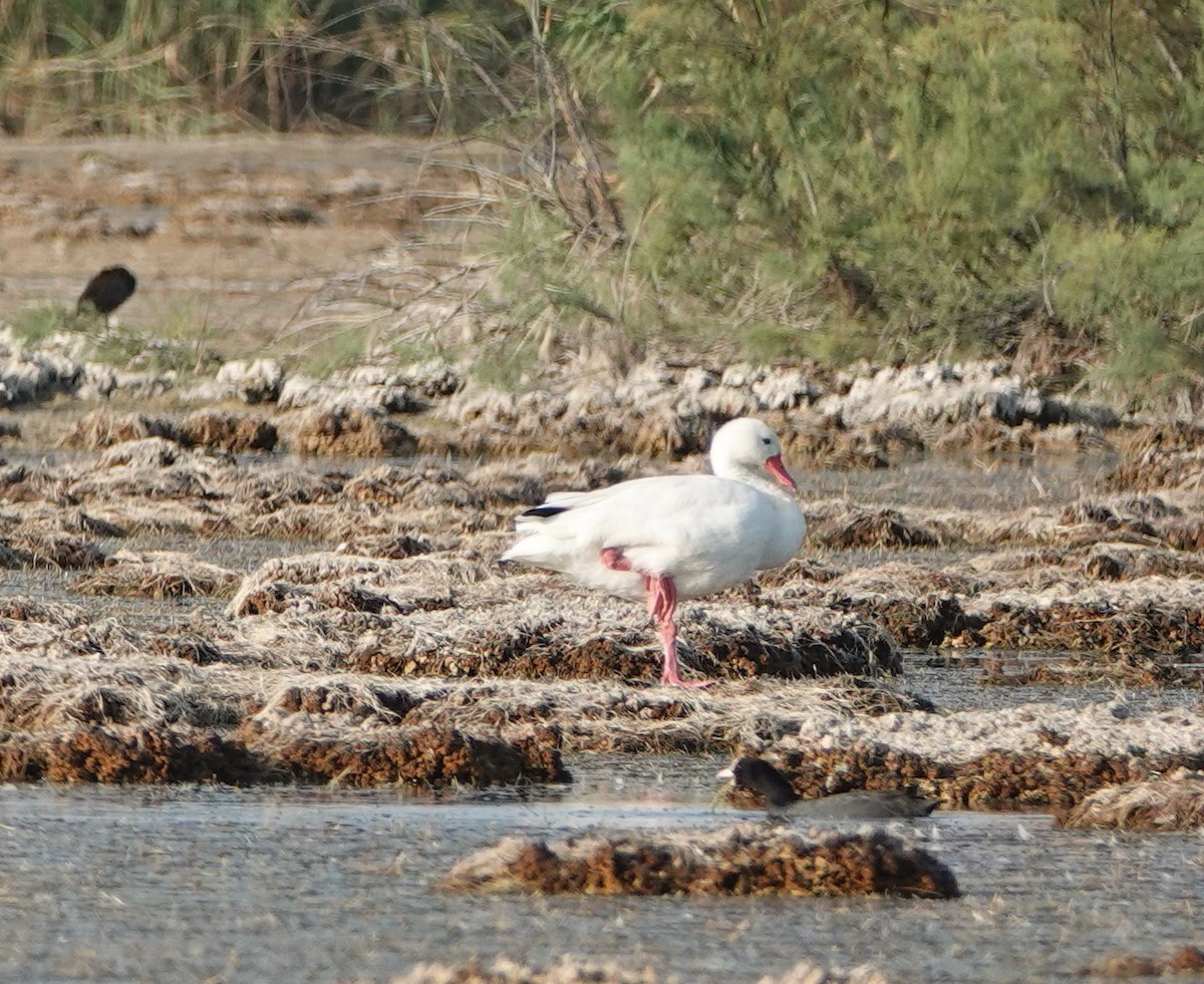 Coscoroba Swan - ML641141163