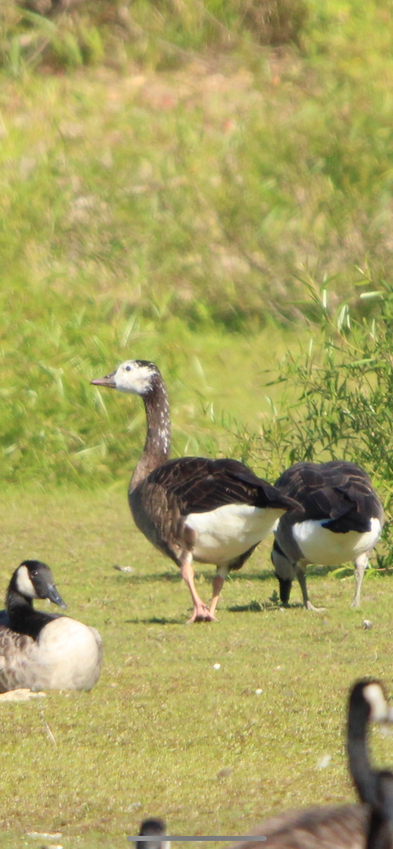 Domestic goose sp. x Canada Goose (hybrid) - ML641141190