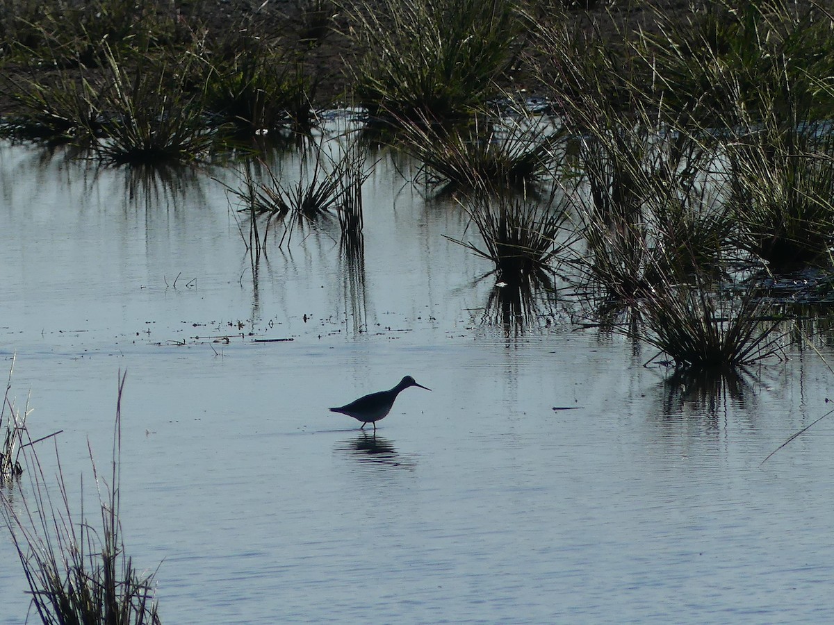plystresnipe - ML641141194