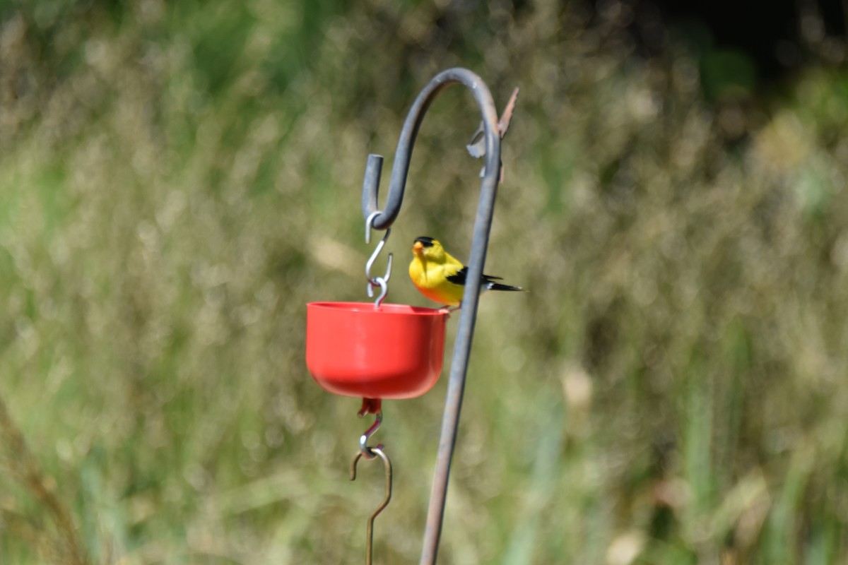 American Goldfinch - ML641141210