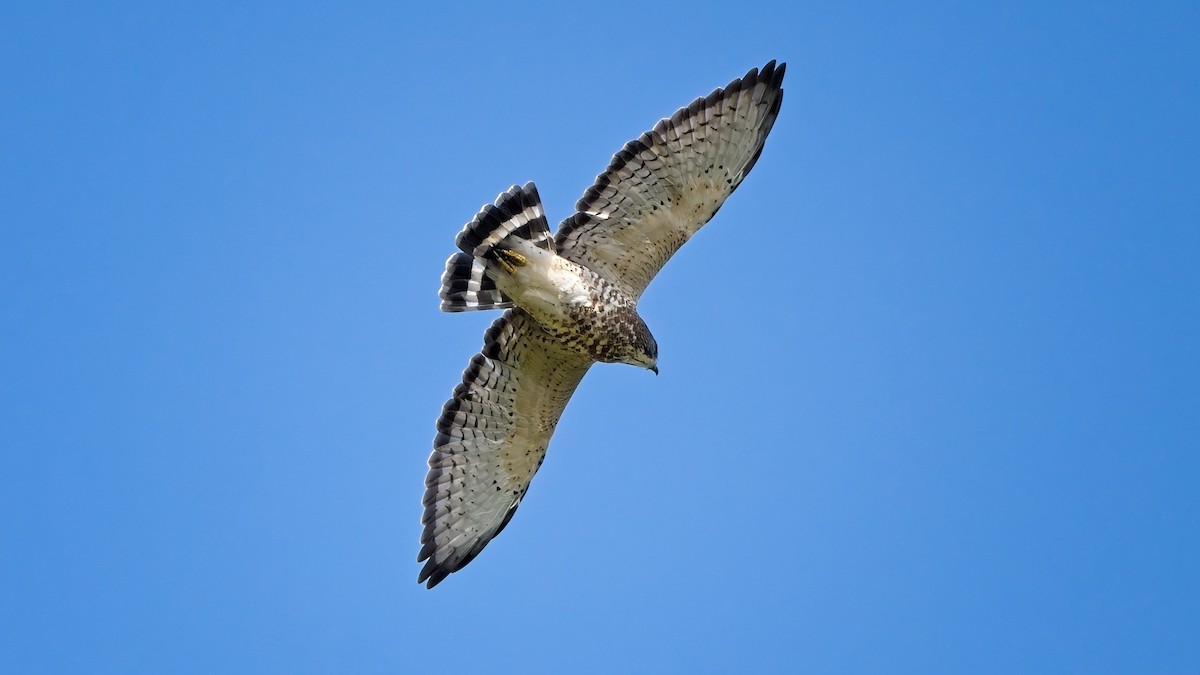 Broad-winged Hawk - ML641141215
