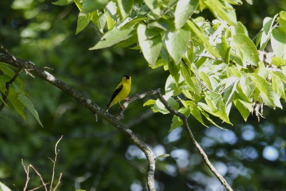 American Goldfinch - ML641141245