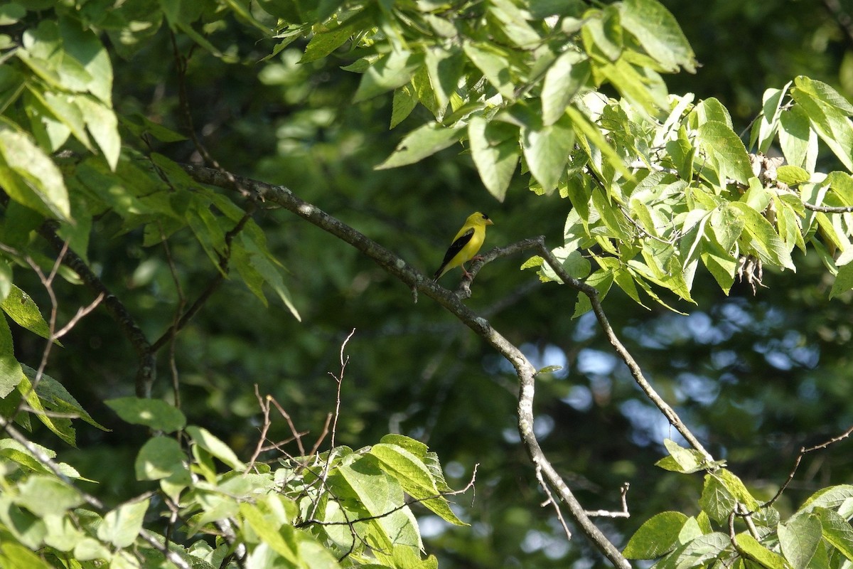 American Goldfinch - ML641141246