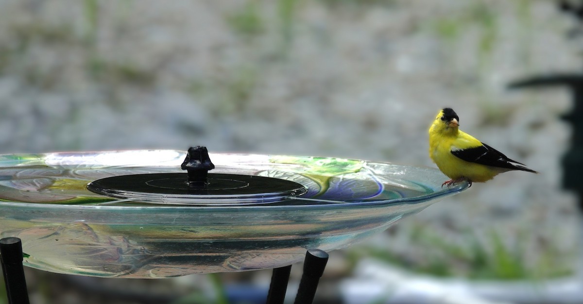 American Goldfinch - ML641141247