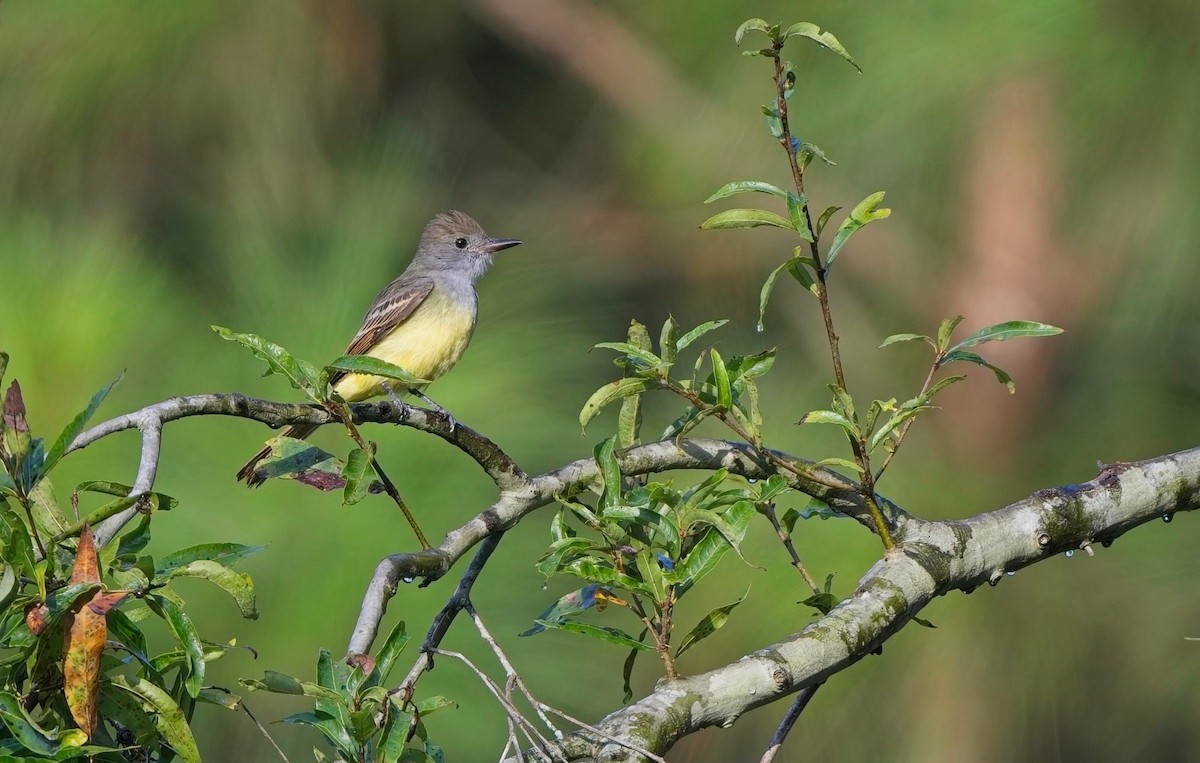 Great Crested Flycatcher - ML641141248