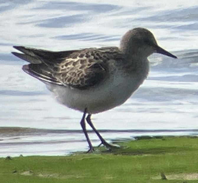 jespák dlouhokřídlý - ML641141250