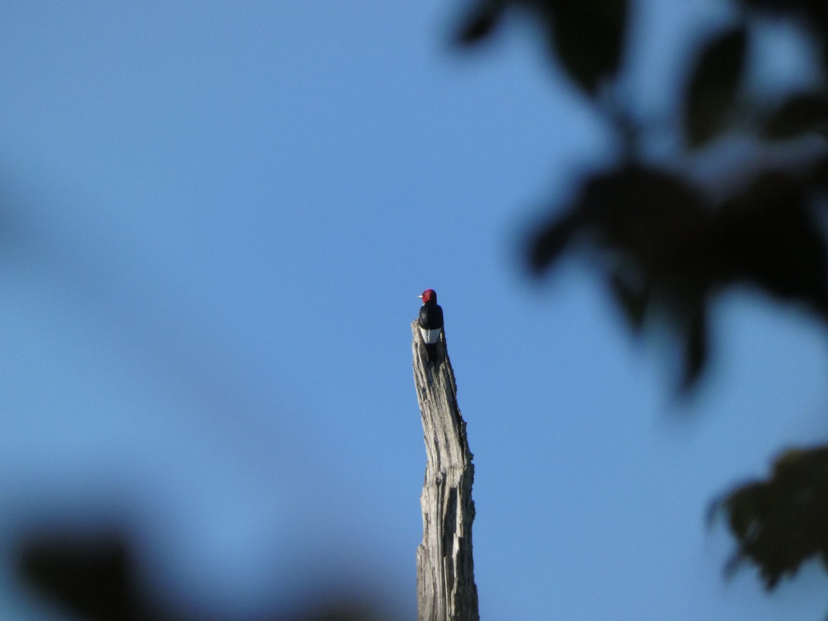 Red-headed Woodpecker - ML641141260