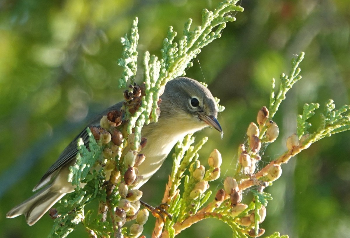 Yellow-rumped Warbler - ML641141279