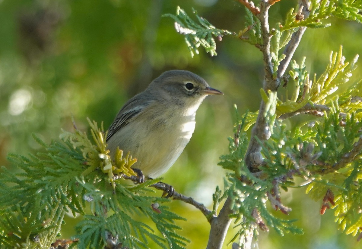 Yellow-rumped Warbler - ML641141280