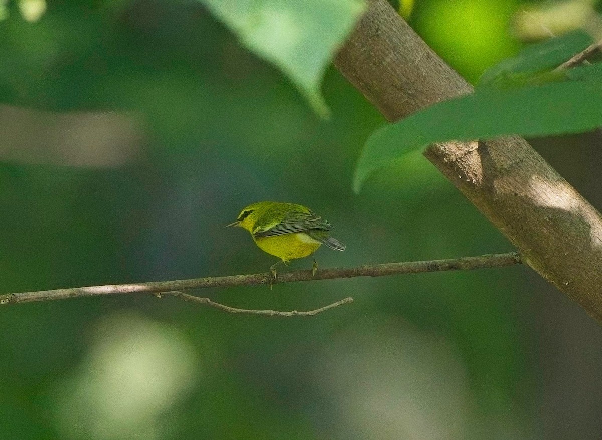 Blue-winged Warbler - ML641141281