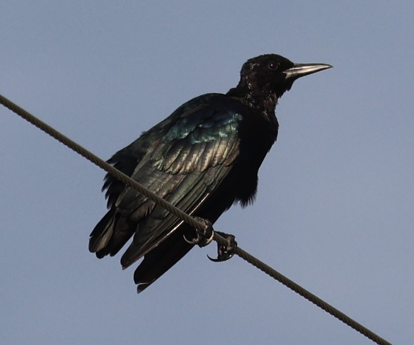 Boat-tailed Grackle - ML641141291