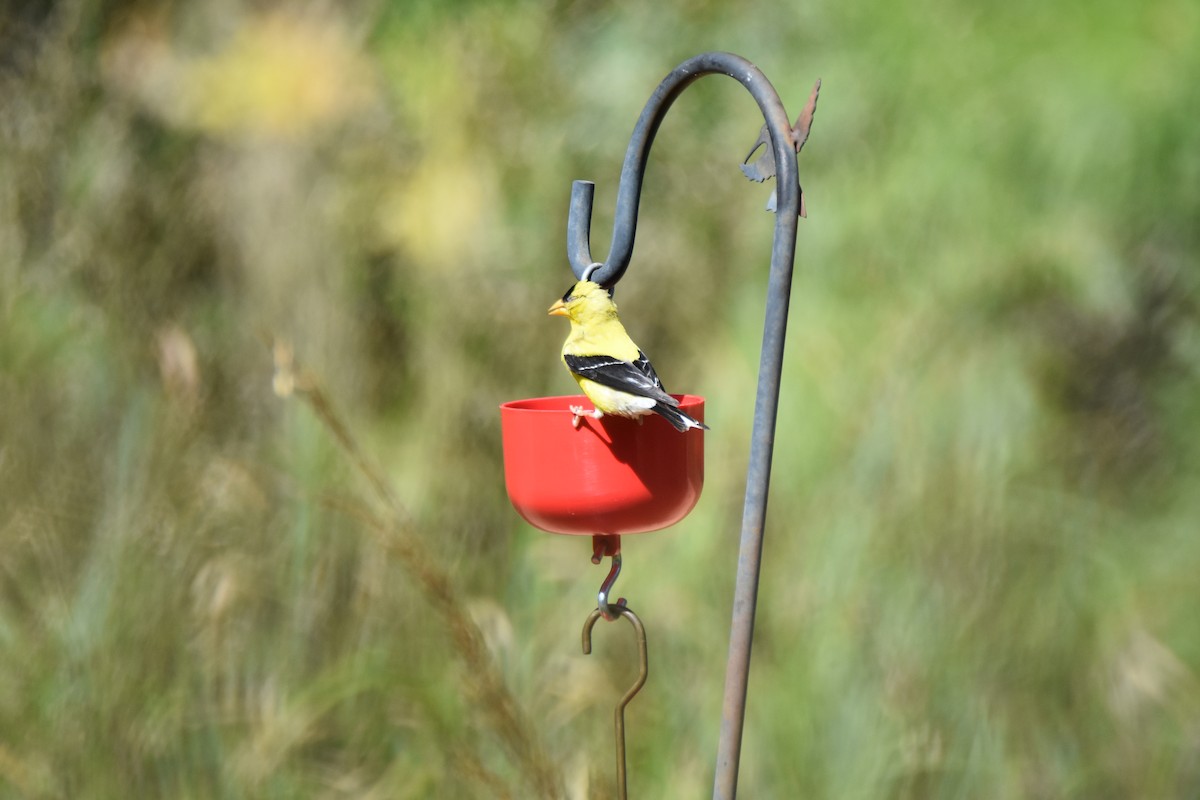 American Goldfinch - ML641141294