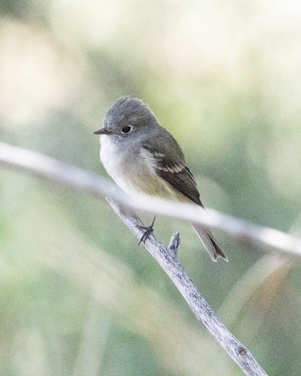 Hammond's/Dusky Flycatcher - ML641141299