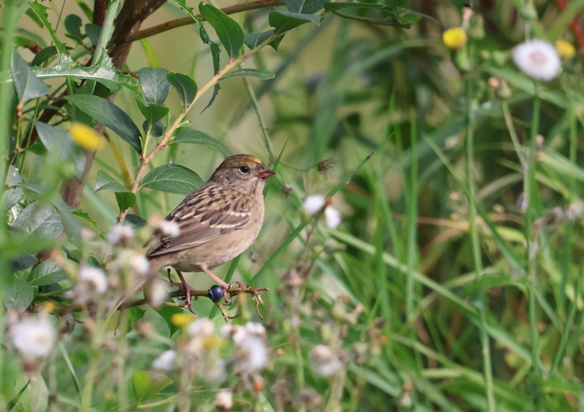 Golden-crowned Sparrow - ML641141300