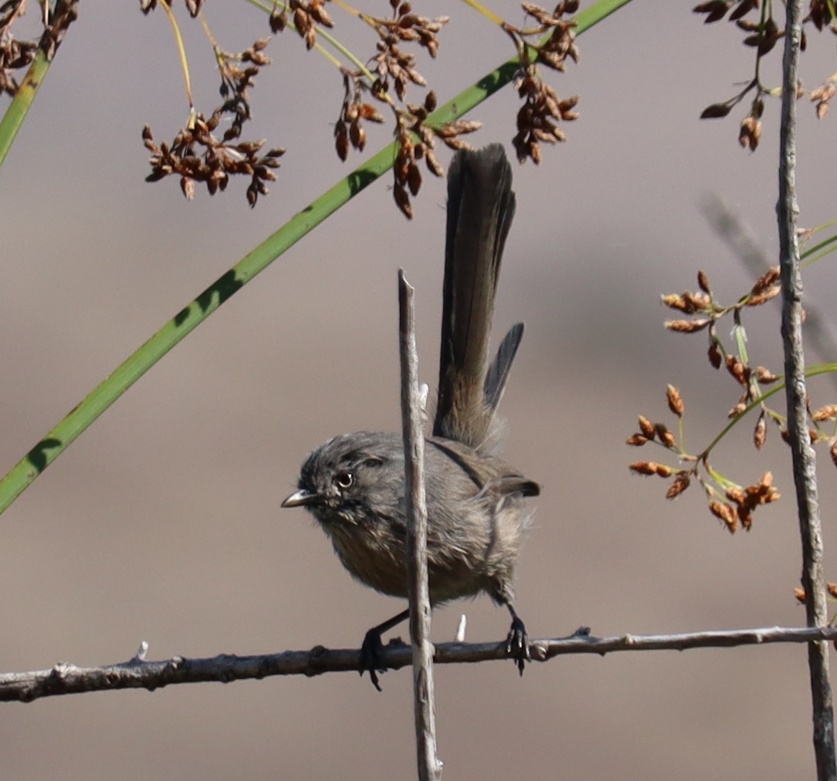 chaparralfugl - ML641141301