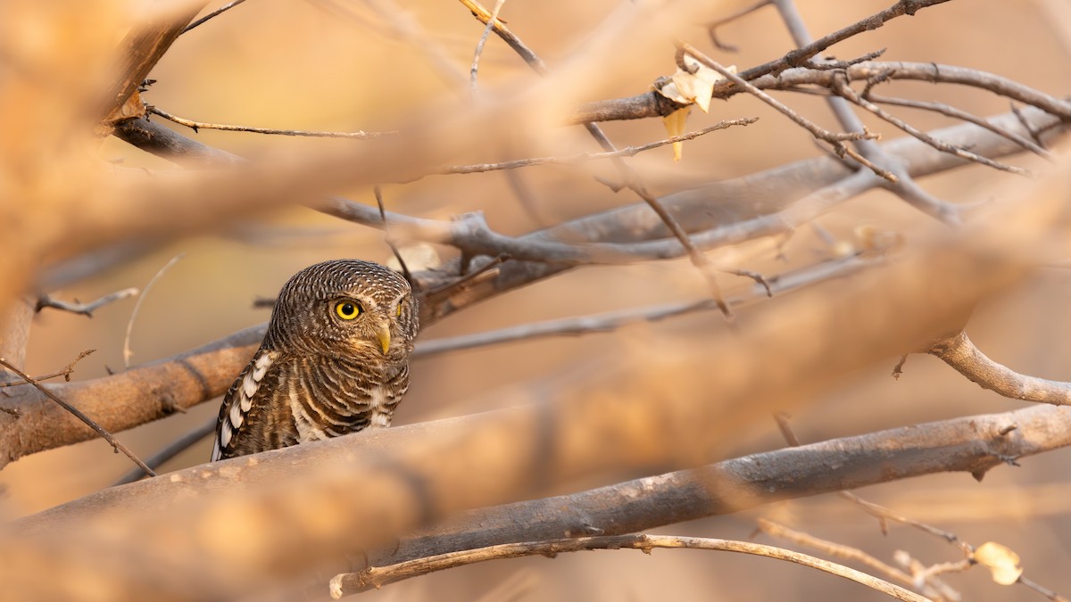 African Barred Owlet - ML641141310