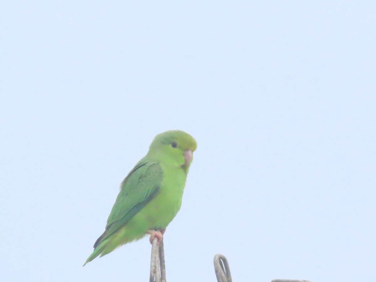 Turquoise-winged Parrotlet - ML641141311