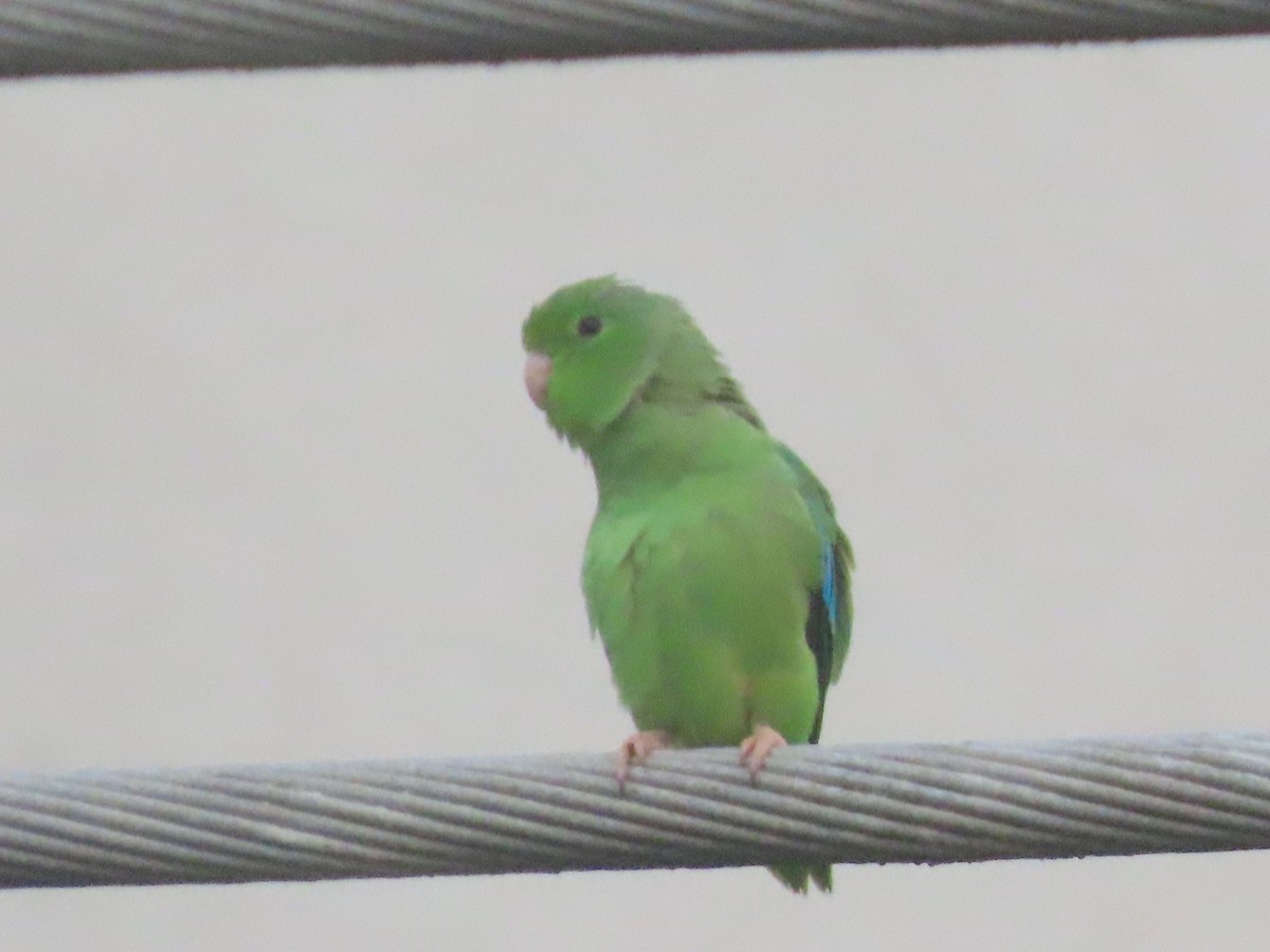 Turquoise-winged Parrotlet - ML641141312