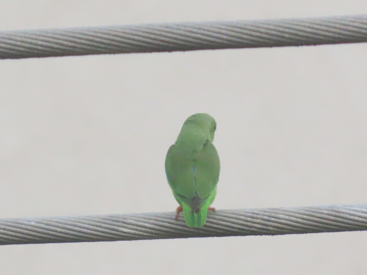 Turquoise-winged Parrotlet - ML641141313