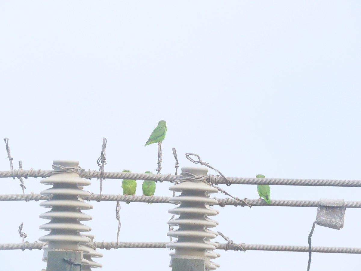Turquoise-winged Parrotlet - ML641141314