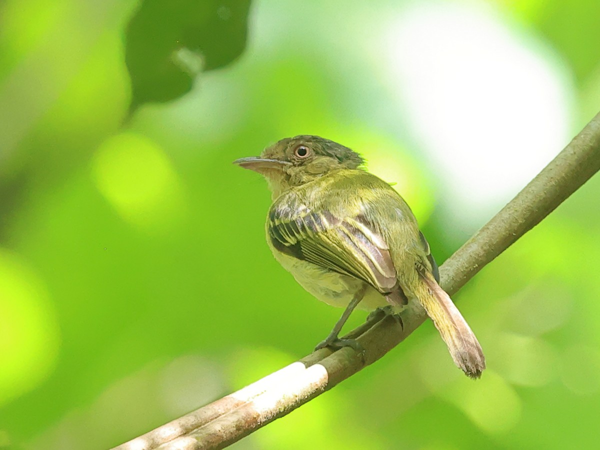 Orange-eyed Flatbill - ML641141351