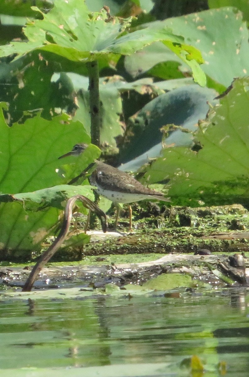 Spotted Sandpiper - ML641141355