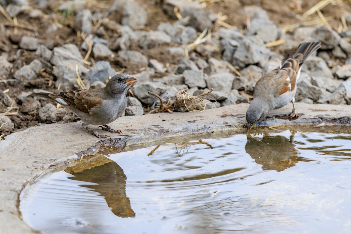 Swahili Sparrow - ML641141364