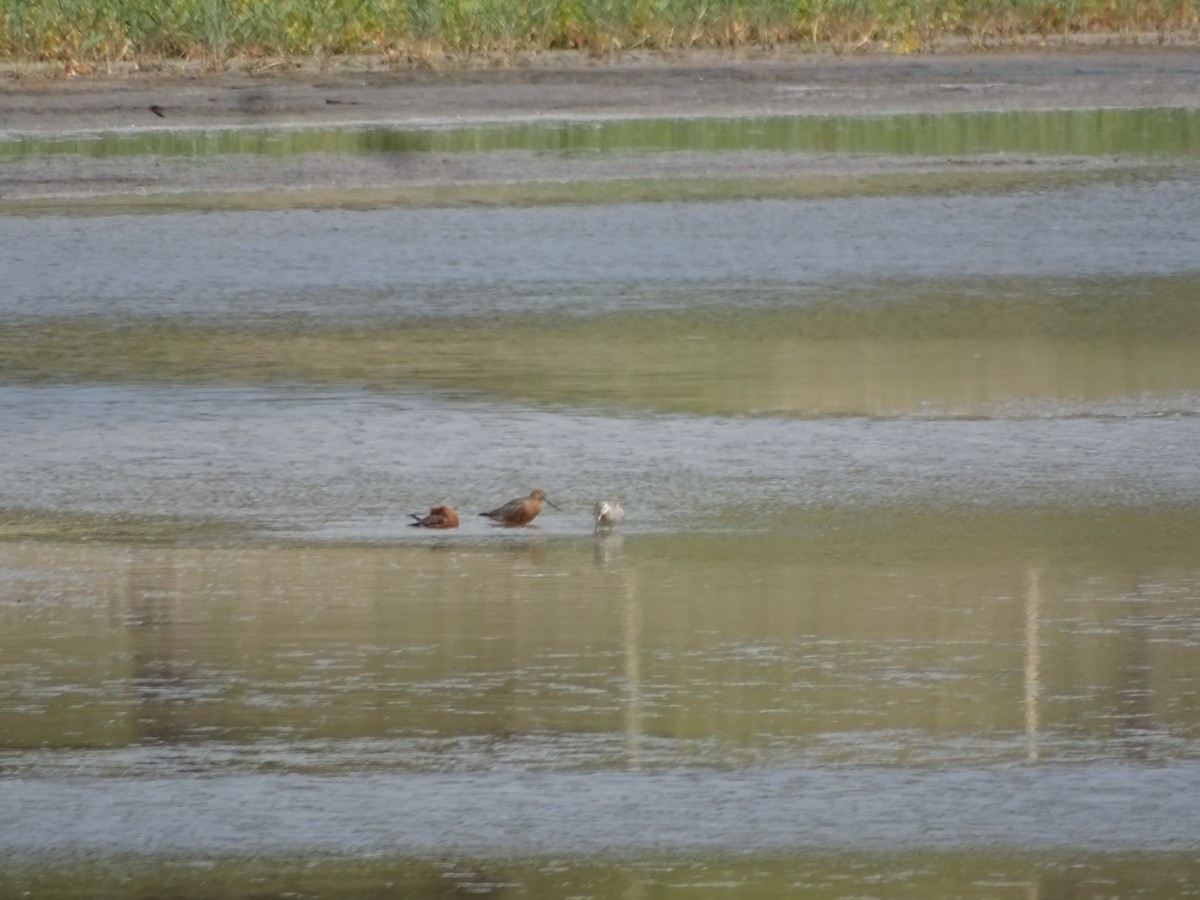 Bar-tailed Godwit - ML641141374