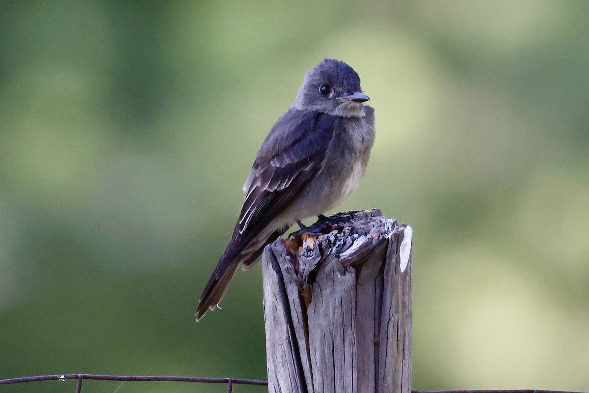 Western Wood-Pewee - ML641141392