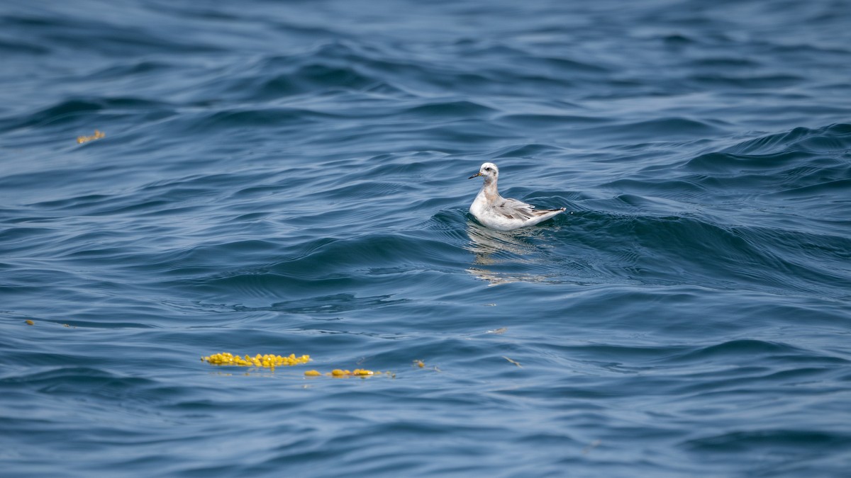 灰瓣足鷸 - ML641141398