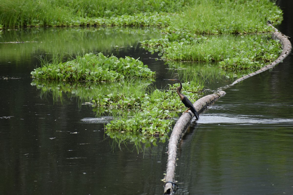 Amerika-Schlangenhalsvogel - ML641141411