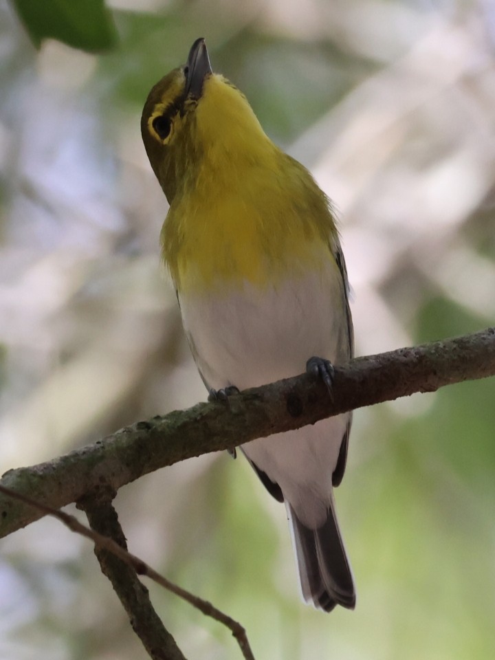 Yellow-throated Vireo - ML641141416