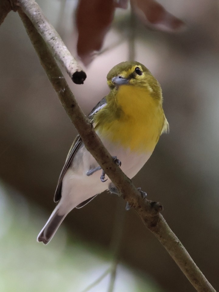 Yellow-throated Vireo - ML641141417