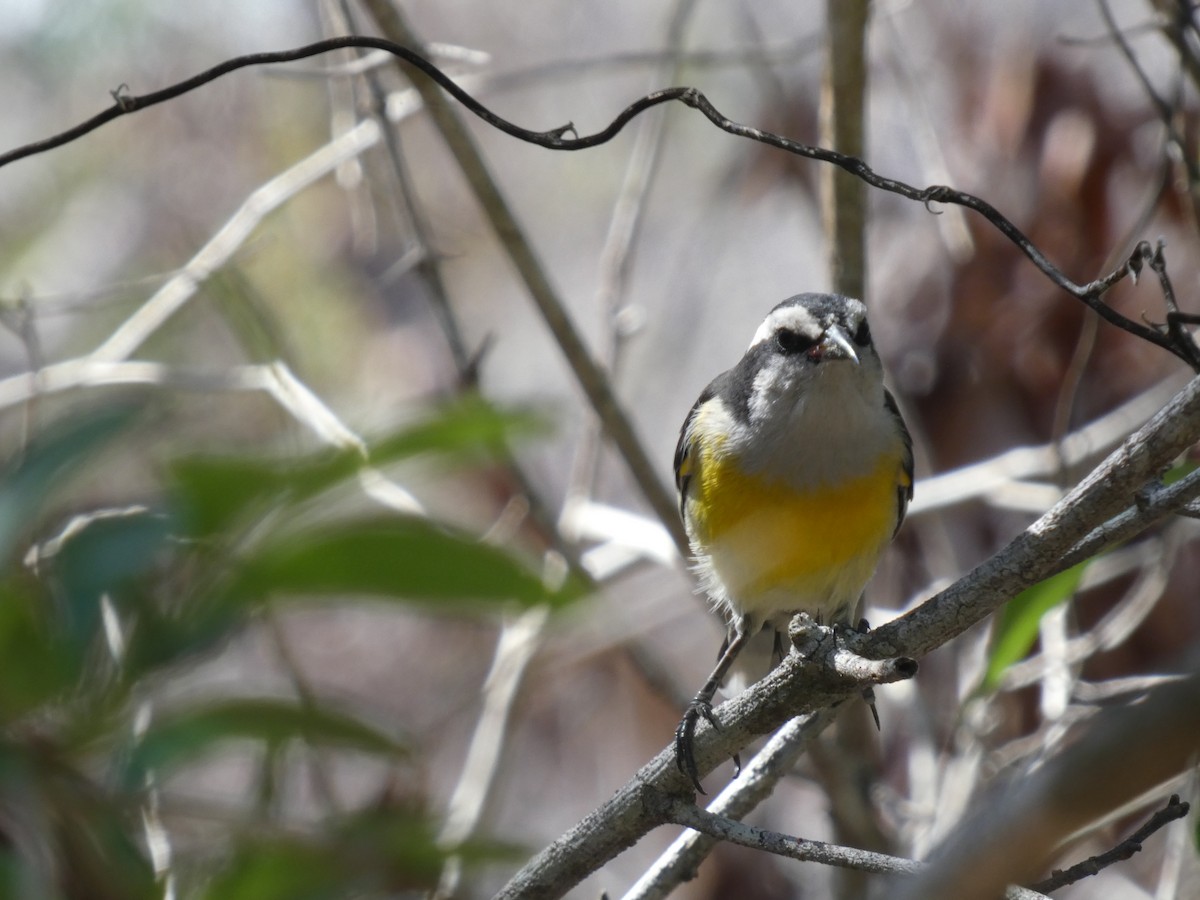 Bananaquit - ML641141421