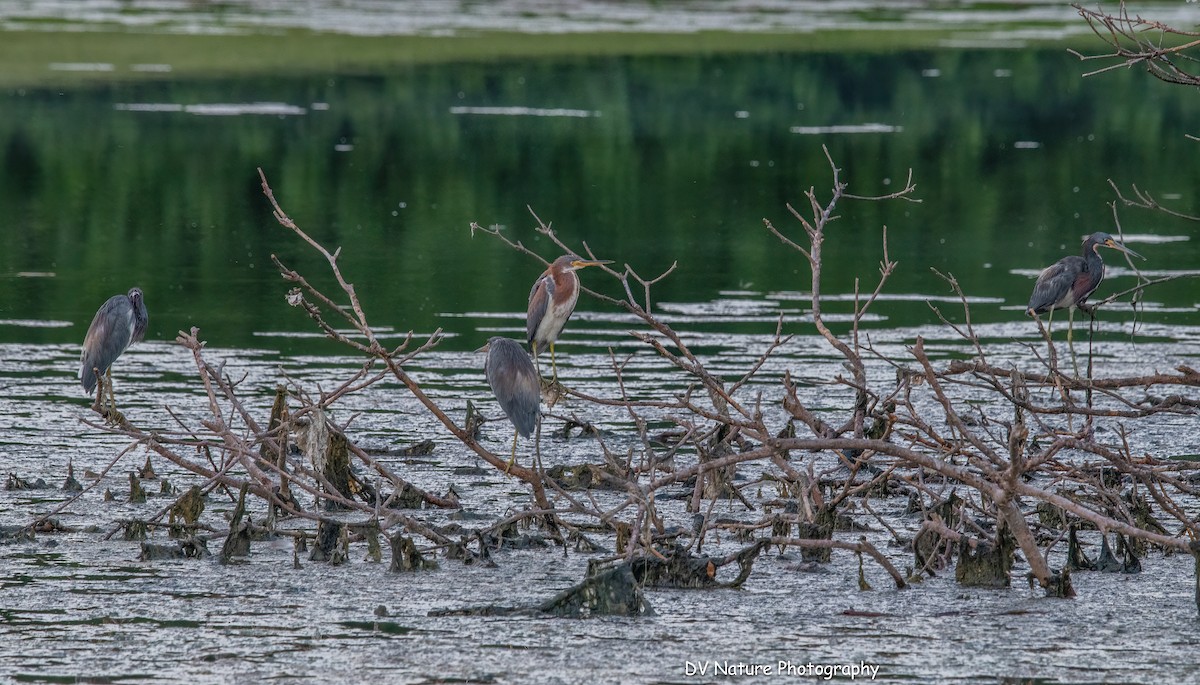 Tricolored Heron - ML641141456