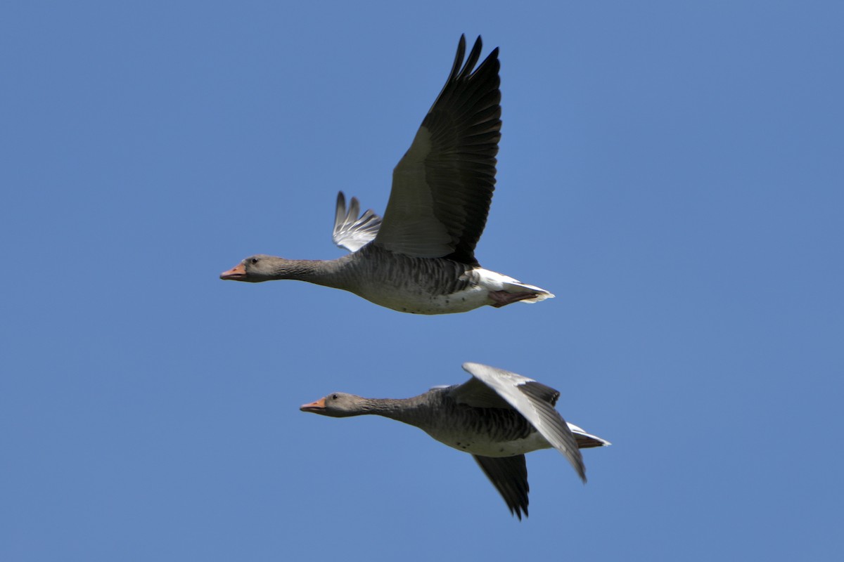 Graylag Goose - ML641141477