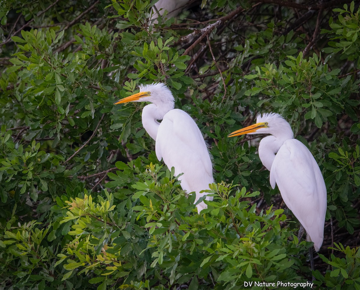 Цасч дэглий - ML641141481