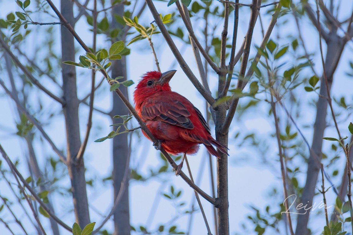 Summer Tanager - ML641141500