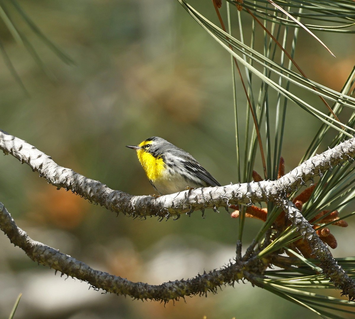 Grace's Warbler - ML641141502