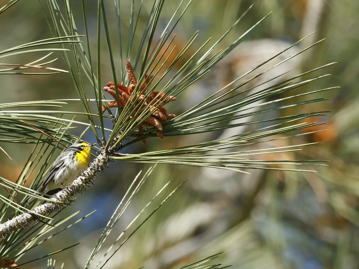 Grace's Warbler - ML641141503