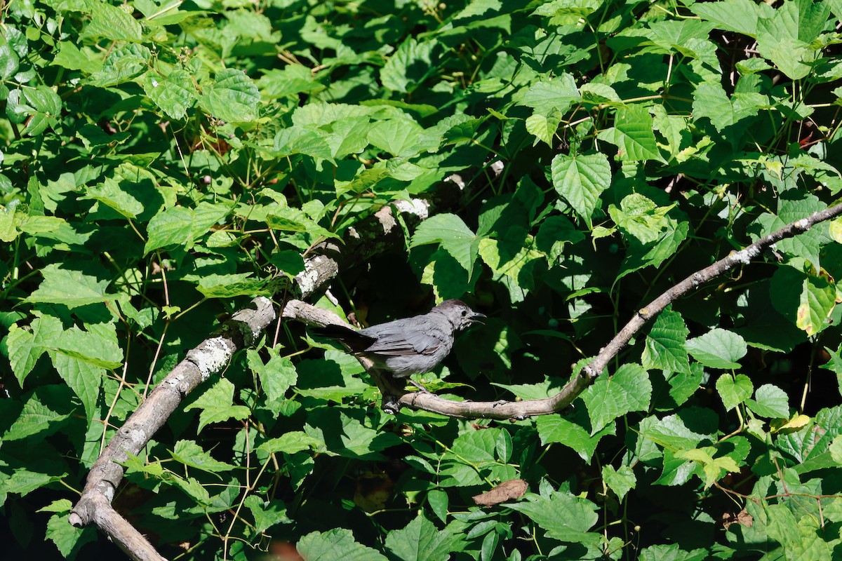 Gray Catbird - ML641141504