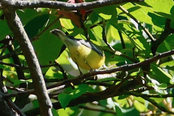 Blue-winged Warbler - ML641141551