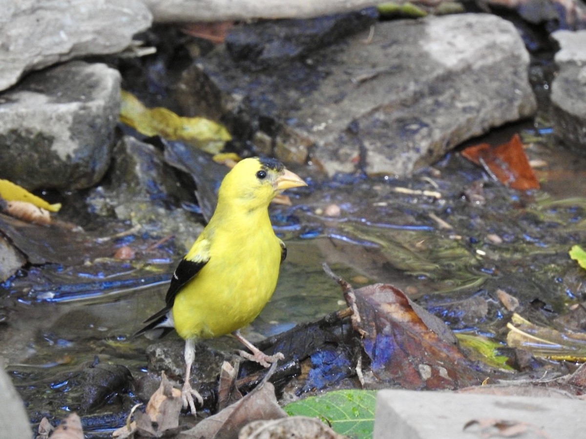 American Goldfinch - ML641141556